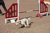 IMG_5375.JPG