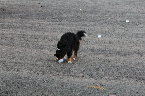 IMG_1168.JPG