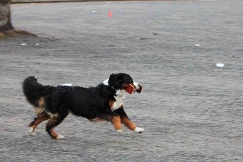 IMG_1188.JPG