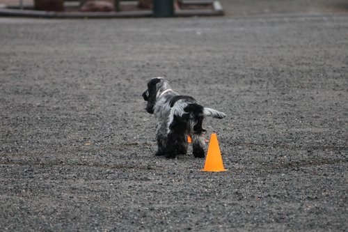 IMG_1230.JPG