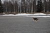 IMG_1116.JPG