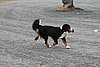 IMG_1187.JPG