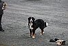 IMG_1300.JPG