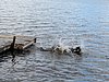 IMG_5108.JPG