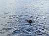 IMG_5110.JPG