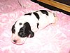 2. black and white dog.JPG