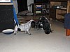 IMG_7816.JPG