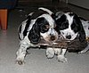 IMG_7858.JPG