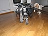 IMG_7938.JPG