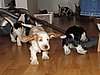 IMG_7944.JPG