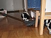 IMG_7950.JPG