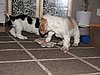 IMG_7978.JPG