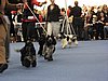 IMG_9238.JPG