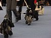 IMG_9269.JPG